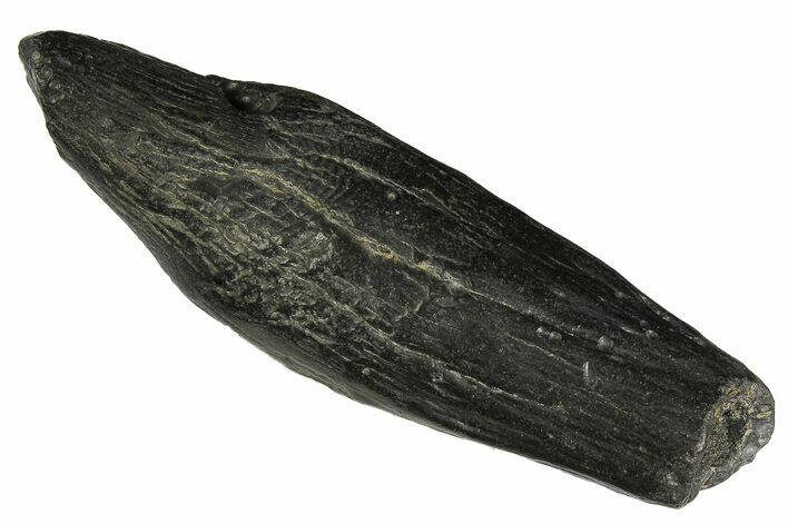 Fossil Sperm Whale (Scaldicetus) Tooth - South Carolina #176150